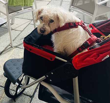 Hündin Ronja im Hunde-Buggy.