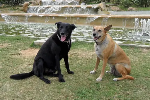 Ältere Hunde entwickeln speziellere Bedürfnisse