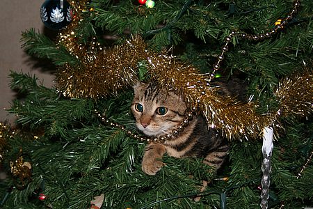 So manche Weihnachtsbaumdeko birgt Gefahren für Ihr Haustier.