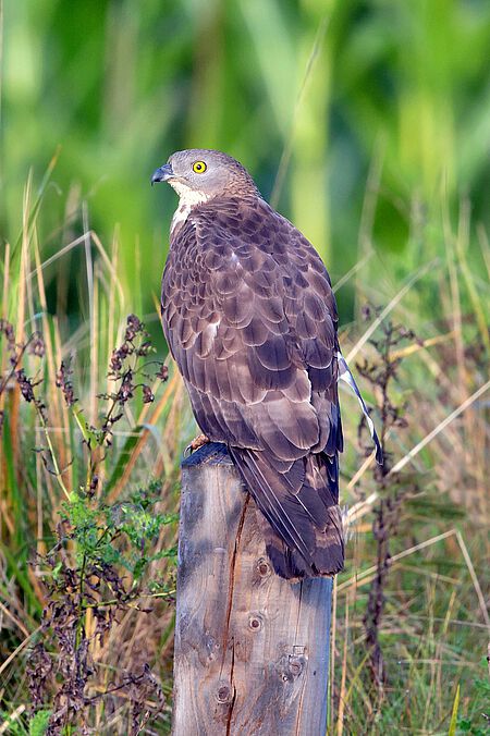 Wespenbussard.