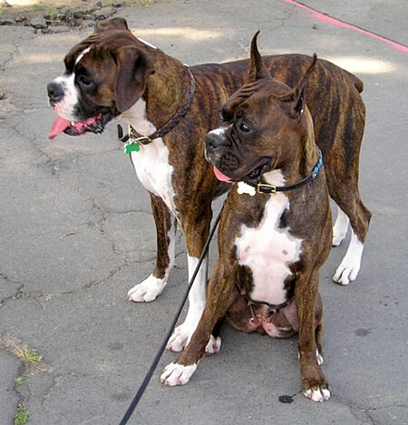 Im Vordergrund ein ohrkupierter Boxer, im Hintergrund ein schwanzkupierter Boxer