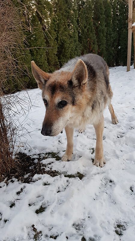 Vermutlich hatte Rex zu viel Schnee aufgenommen, der ihm nicht bekommen ist.