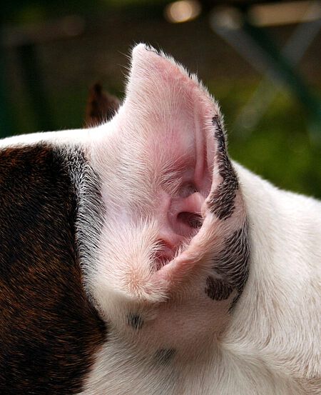 Kupiertes Ohr bei einem American Stafordshire Terrier.