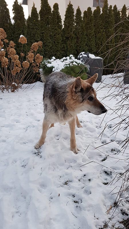 Der Hund Rex ist ohnehin in einem schon betagten Alter, eben ein echter Methusalem.